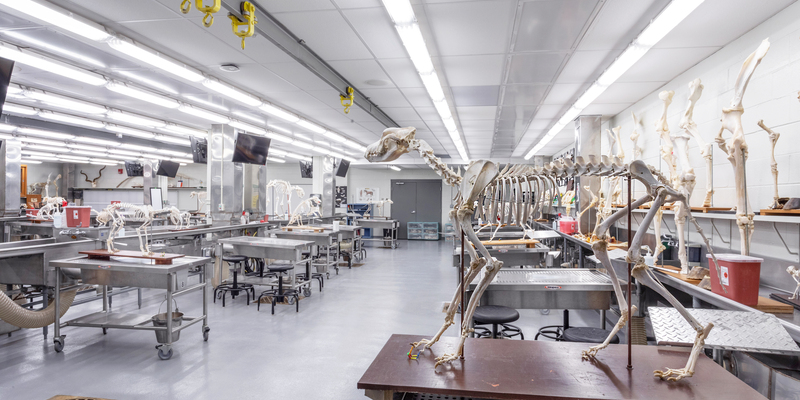 auburn university vet school tour